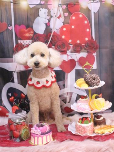 20250227モコくん